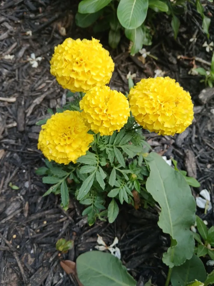 Top-rated yard maintenance for beautiful yards across Bastrop, TX - Gabriel Landscape