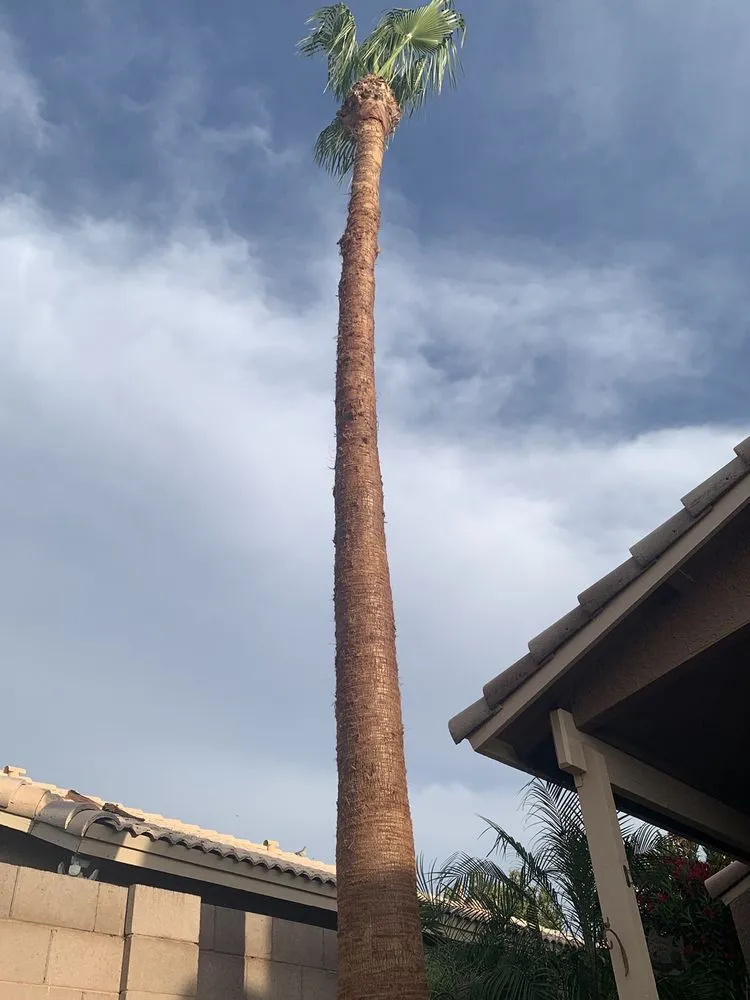 Professional lawn mowing service with custom design across Chandler, AZ - Gabriel Landscaping