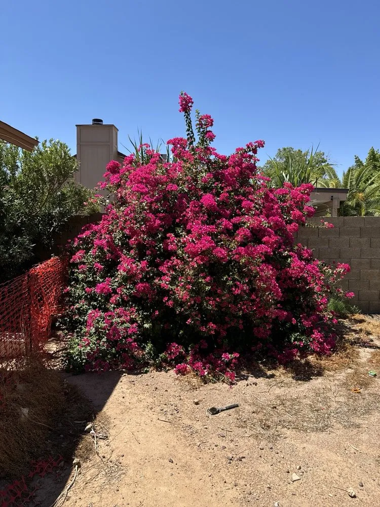 Trusted outdoor landscaping for residential properties across Chandler, AZ - Gabriel Landscaping