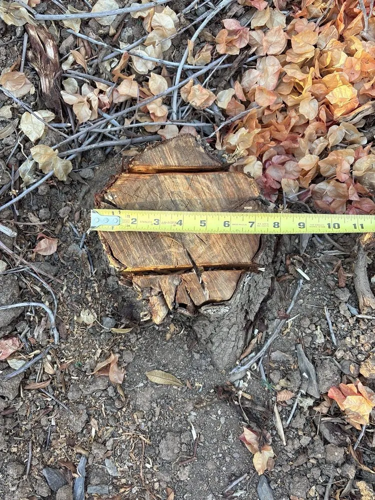 Trusted lawn mowing service experts serving Chandler, AZ - Gabriel Landscaping