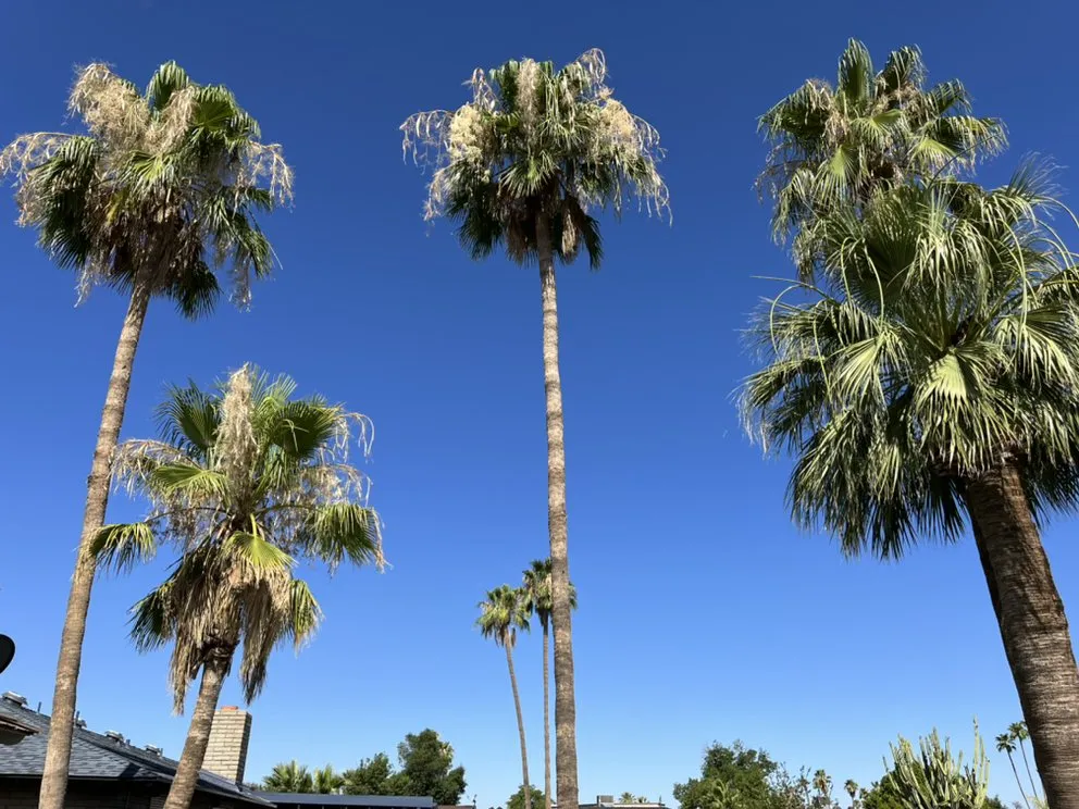 Professional garden landscaping in Chandler, AZ - Gabriel Landscaping