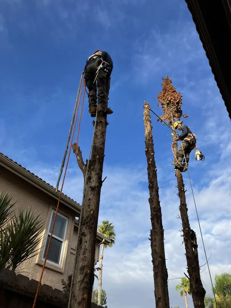 Expert lawn care service near you in Fallbrook, CA by Gabriel Lopez Crew