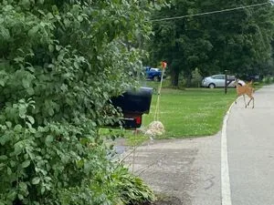 Professional lawn care service experts serving Wonder Lake, IL - Gabriel Mercado Landscaping