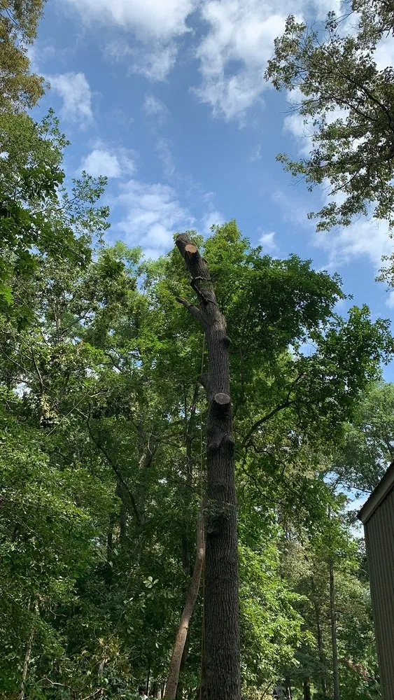Local landscape installation near you across Georgetown, DE - Gabriel Tree Service