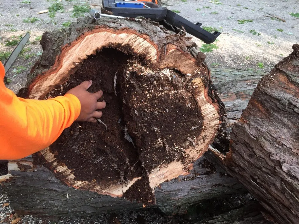 Local lawn mowing service experts serving Palatine, IL - Gabriel's Landscape & Tree Services