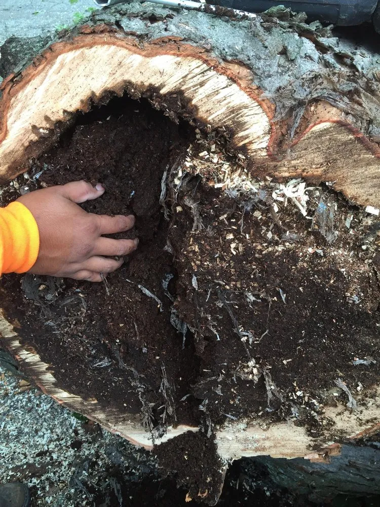 Local outdoor landscaping in Palatine, IL by Gabriel's Landscape & Tree Services