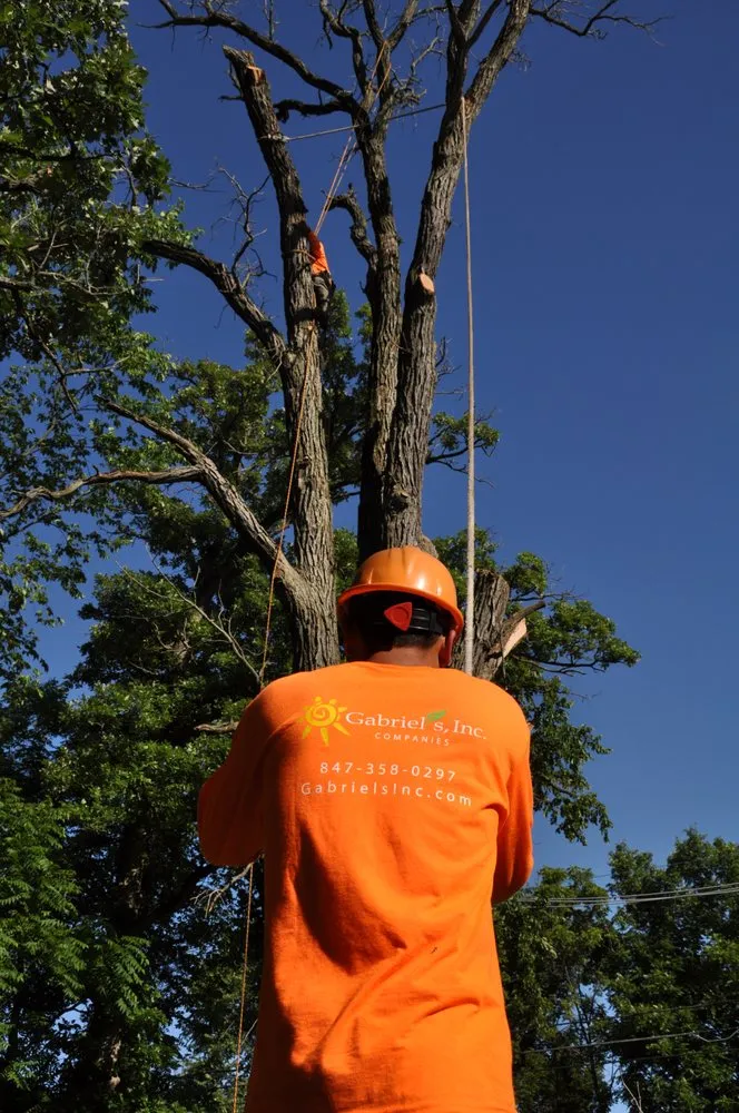 Local landscape installation in Palatine, IL by Gabriel's Landscape & Tree Services