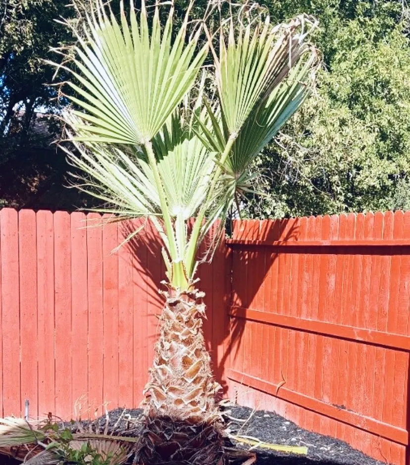 Reliable landscape installation experts serving San Antonio, TX - Gabriel’s Landscaping