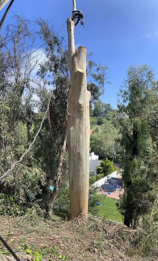 Top-rated garden landscaping in Los Angeles, CA - Gabriel's Tree Service