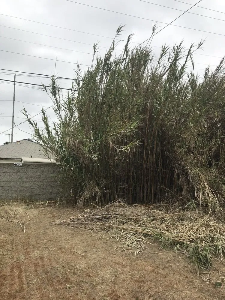 Reliable lawn care service in Los Angeles, CA - Gabriel's Tree Service