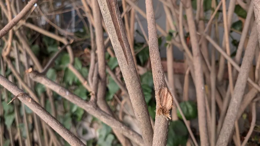 Local lawn care service for homes across Los Angeles, CA - Gabriel's Tree Service