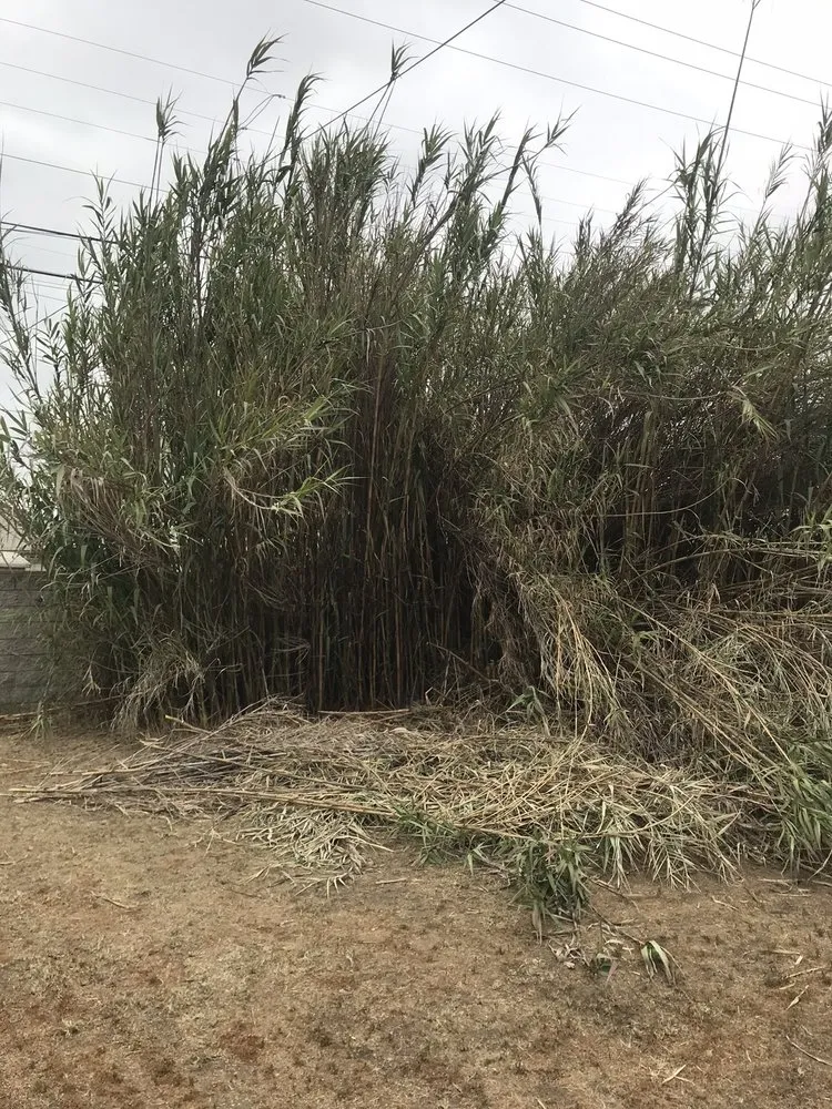 Top-rated garden landscaping experts serving Los Angeles, CA - Gabriel's Tree Service