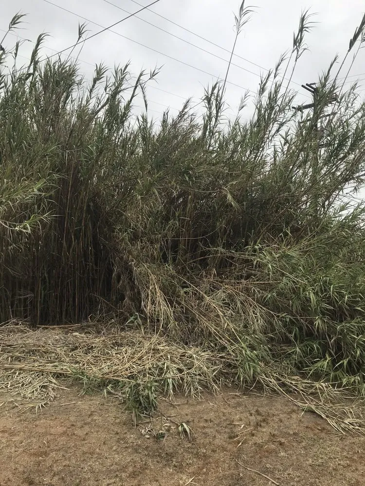 Affordable yard cleanup service in Los Angeles, CA - Gabriel's Tree Service