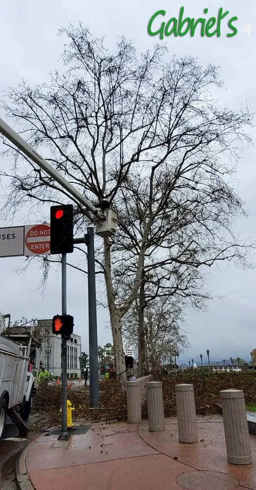 Local outdoor landscaping in Los Angeles, CA by Gabriel's Tree Service