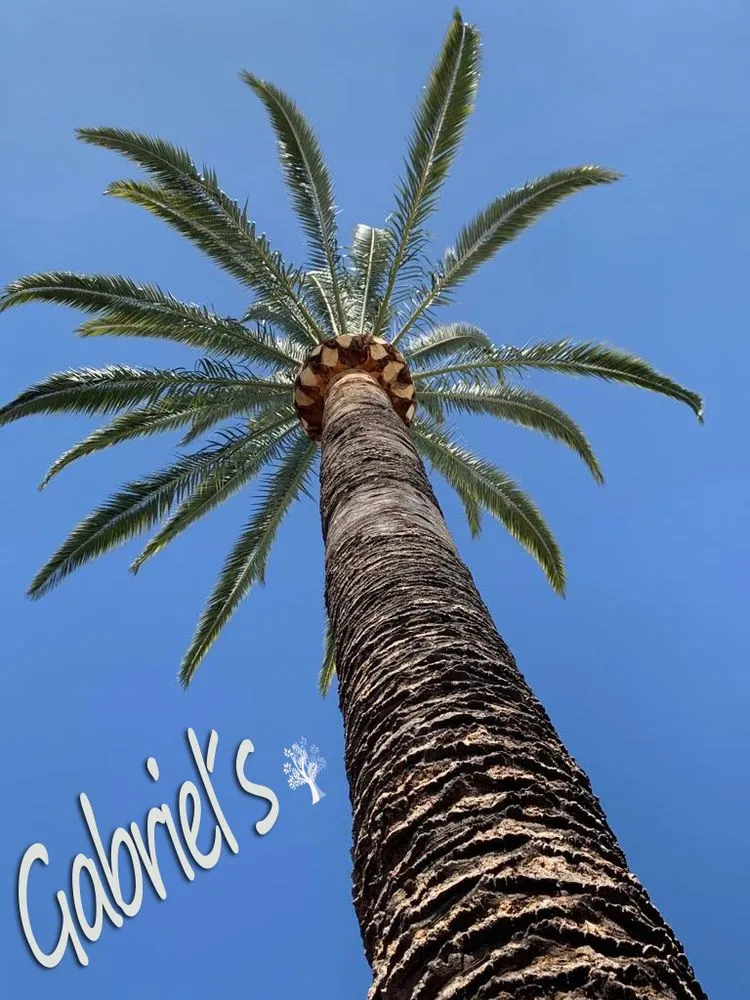 Reliable lawn care service experts serving Los Angeles, CA - Gabriel's Tree Service