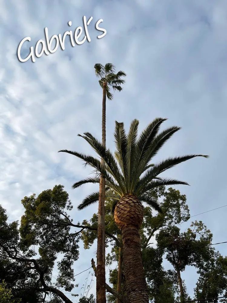 Professional garden landscaping in Los Angeles, CA by Gabriel's Tree Service