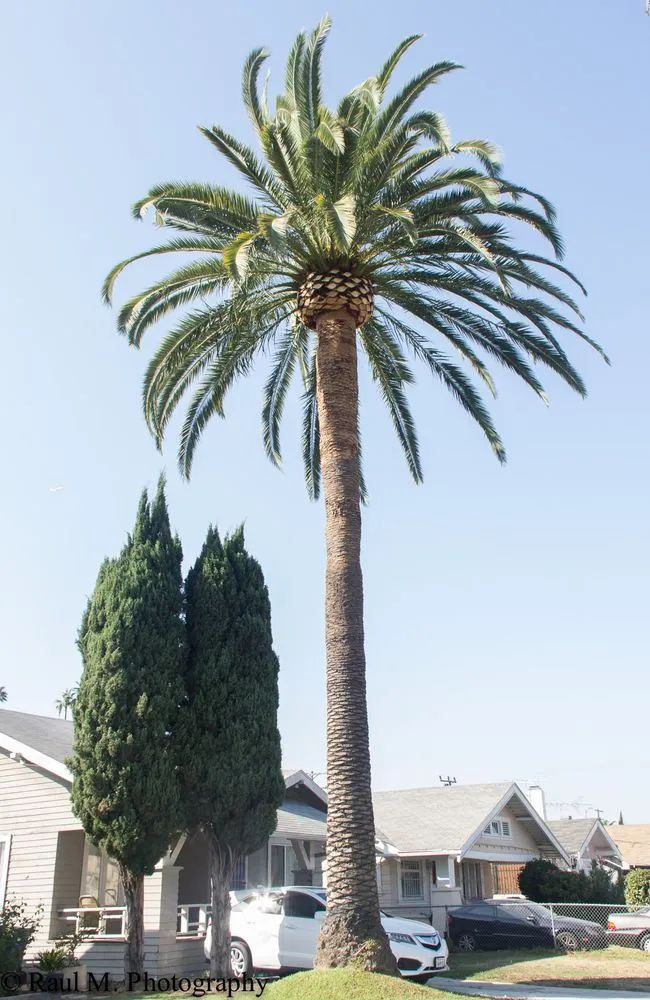 Expert landscape design experts serving Los Angeles, CA - Gabriel's Tree Service