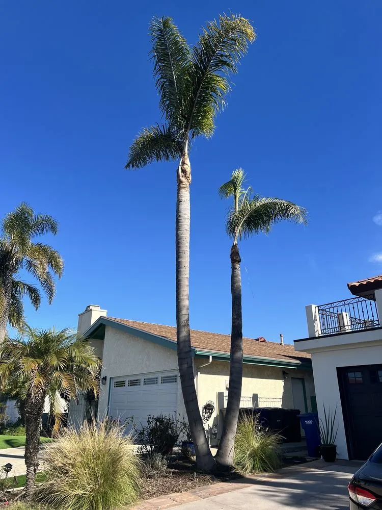 Local yard cleanup service experts serving Los Angeles, CA - Gabriel's Tree Service