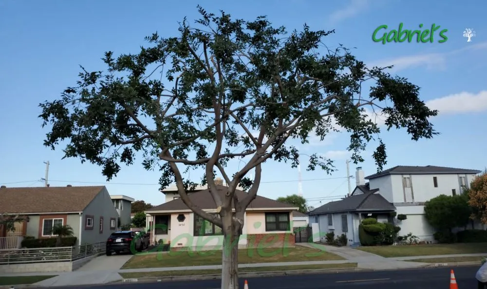 Affordable yard maintenance in Los Angeles, CA by Gabriel's Tree Service