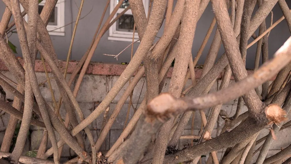 Top-rated landscaping services for outdoor upgrades across Los Angeles, CA - Gabriel's Tree Service