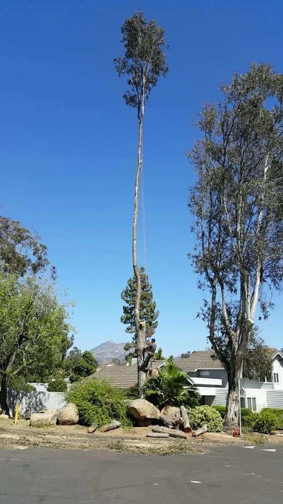 Affordable yard maintenance for year-round maintenance across Murrieta, CA - Gabriel's Tree Service
