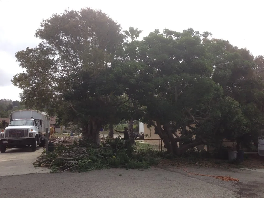Trusted yard maintenance experts serving Murrieta, CA - Gabriel's Tree Service
