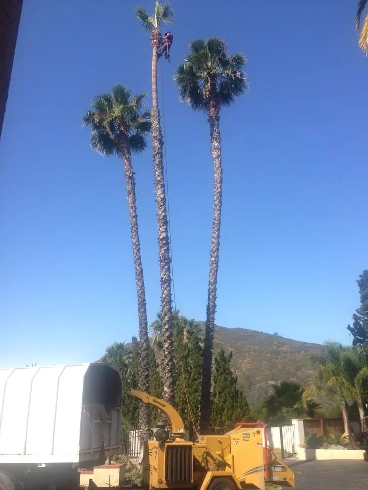 Professional landscaping services for year-round maintenance in Murrieta, CA by Gabriel's Tree Service