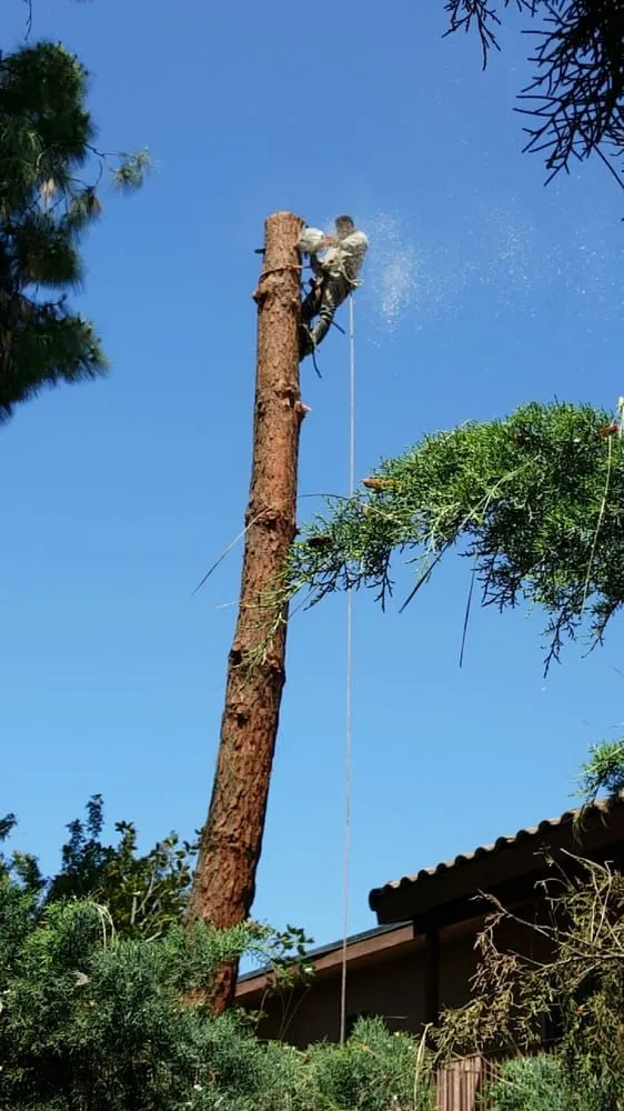 Professional lawn mowing service in Murrieta, CA - Gabriel's Tree Service