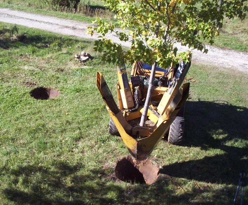 Expert yard cleanup service for year-round maintenance in Murrieta, CA by Gabriel's Tree Service