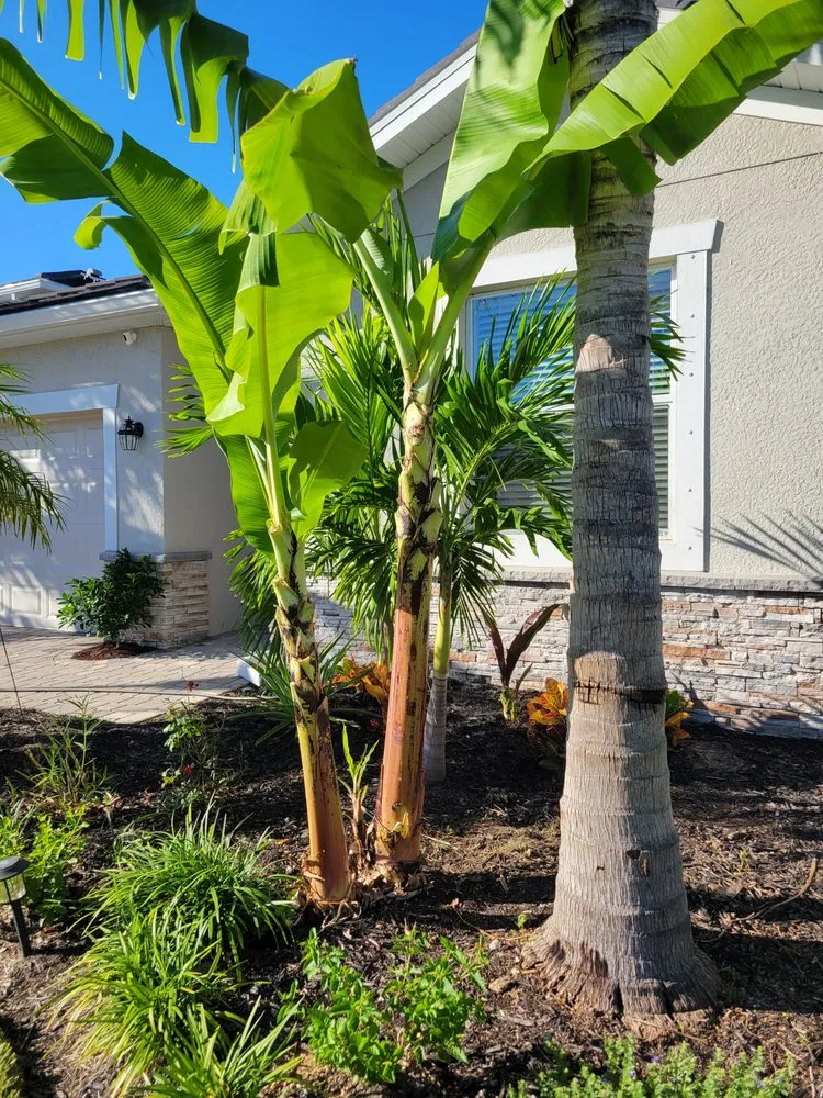 Reliable outdoor landscaping in Fort Myers, FL by GabrielsLawnServices