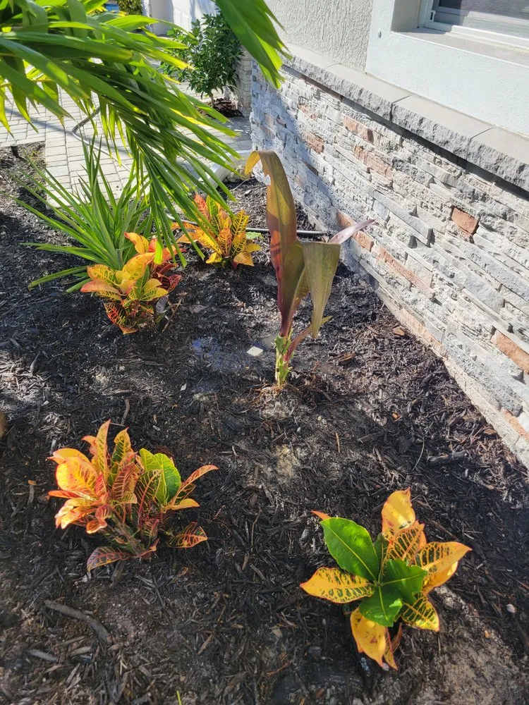 Local landscape installation in Fort Myers, FL by GabrielsLawnServices