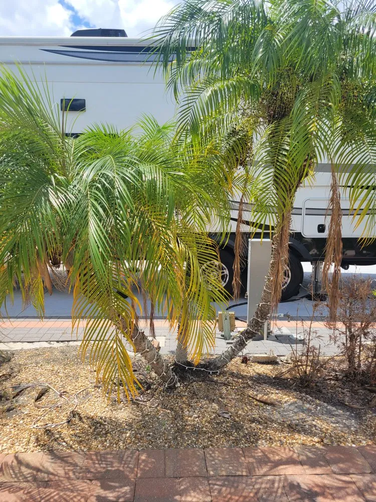 Reliable yard cleanup service experts serving Fort Myers, FL - GabrielsLawnServices