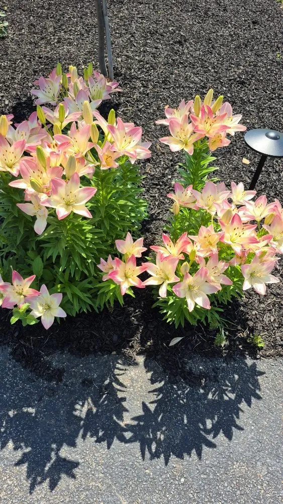 Affordable yard maintenance experts serving Painesville, OH - Gabriola s' Brothers Landscaping