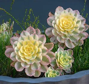 Reliable yard maintenance in Menlo Park, CA - Gachina Landscape Management