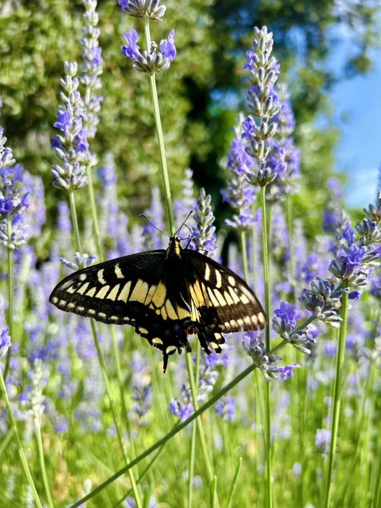 Affordable landscaping services with custom design across Menlo Park, CA - Gachina Landscape Management