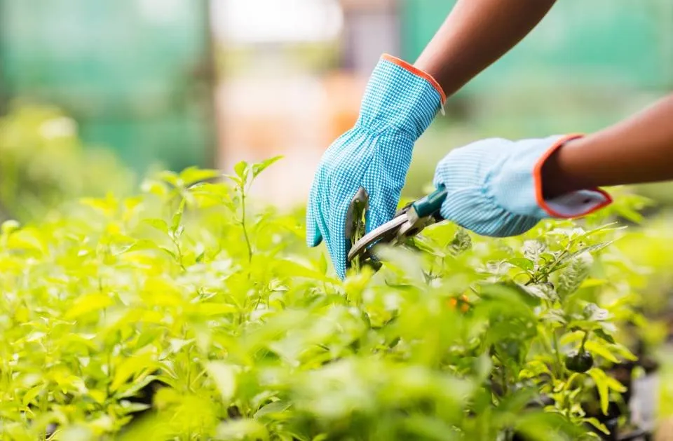 Reliable lawn care service for residential properties across Stuart, FL - GAF Professional Landscaping