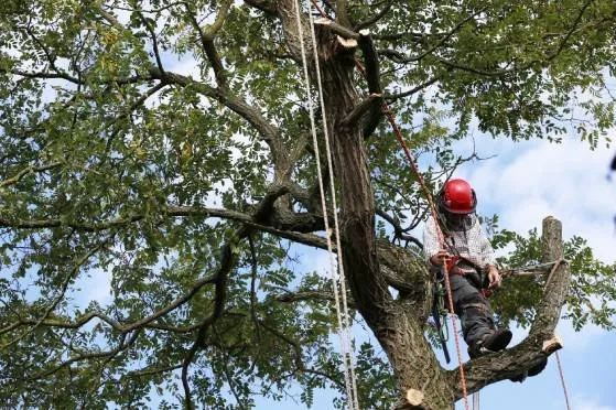 Professional landscape installation in Stuart, FL by GAF Professional Landscaping