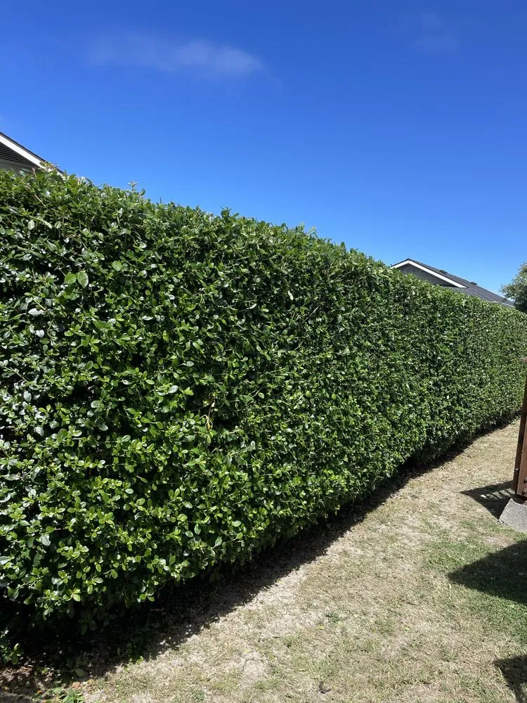 Top-rated lawn care service in Arcata, CA by Gaia Garden Design