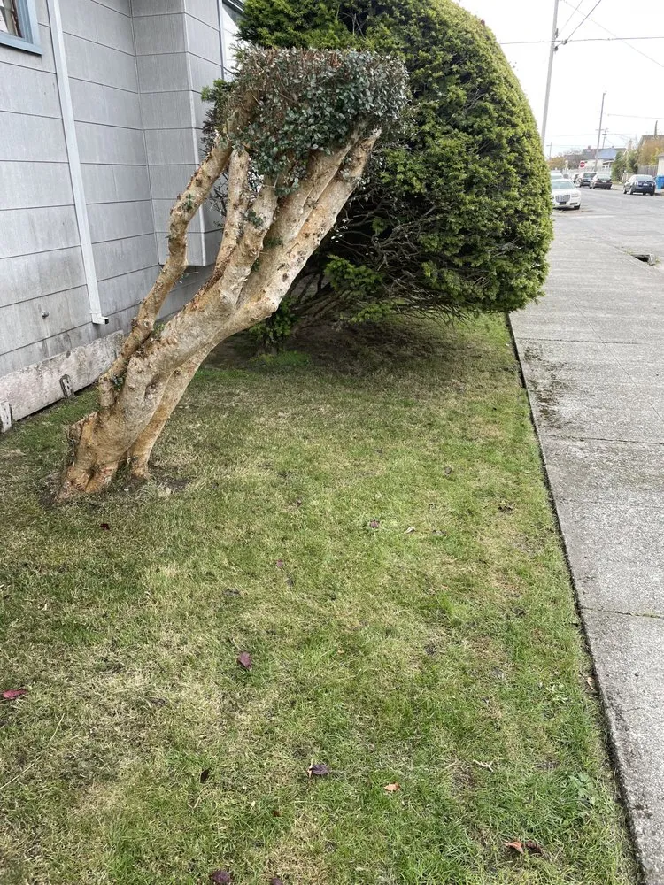 Reliable yard maintenance for residential properties in Arcata, CA by Gaia Garden Design