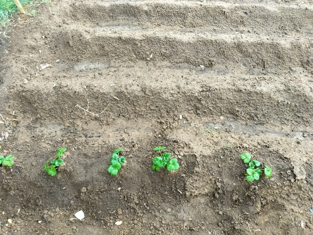 Professional yard maintenance experts serving San Diego, CA - Gaia Greenworkz