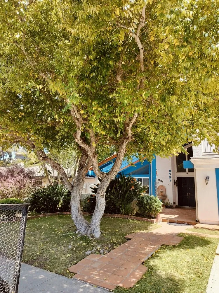 Top-rated lawn mowing service in San Diego, CA by Gaia Greenworkz