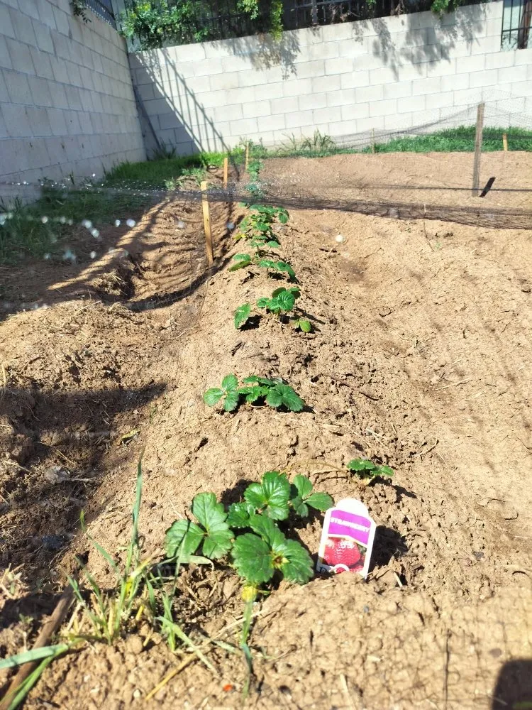 Expert residential landscaping for residential properties in San Diego, CA by Gaia Greenworkz