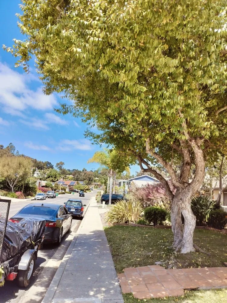 Professional lawn mowing service with custom design across San Diego, CA - Gaia Greenworkz