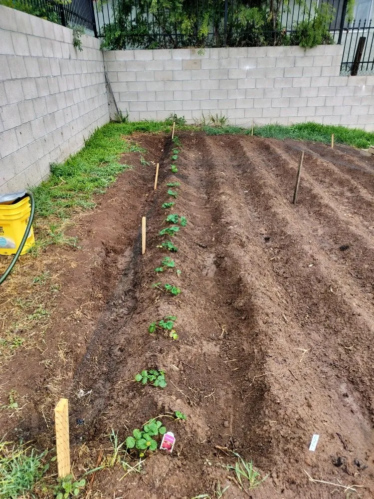 Top-rated yard cleanup service for residential properties across San Diego, CA - Gaia Greenworkz