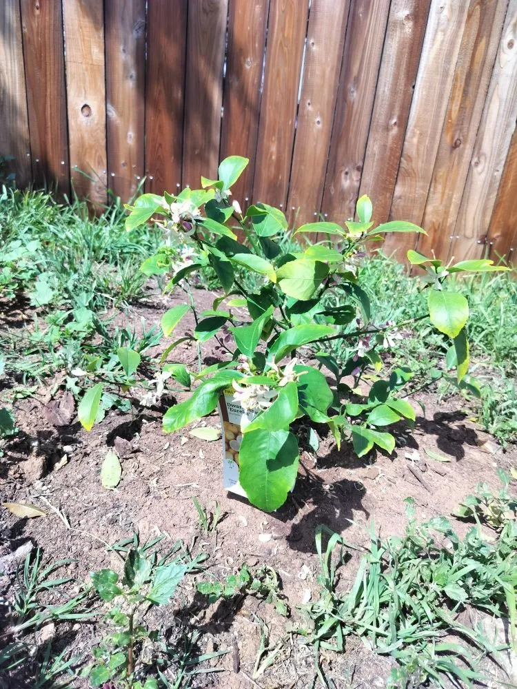 Affordable outdoor landscaping in San Diego, CA by Gaia Greenworkz