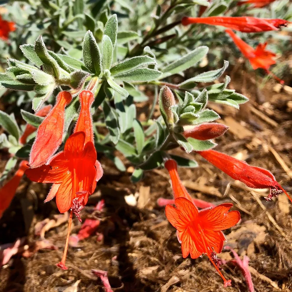 Local landscape installation in Moreno Valley, CA - Gaia Nativescapes