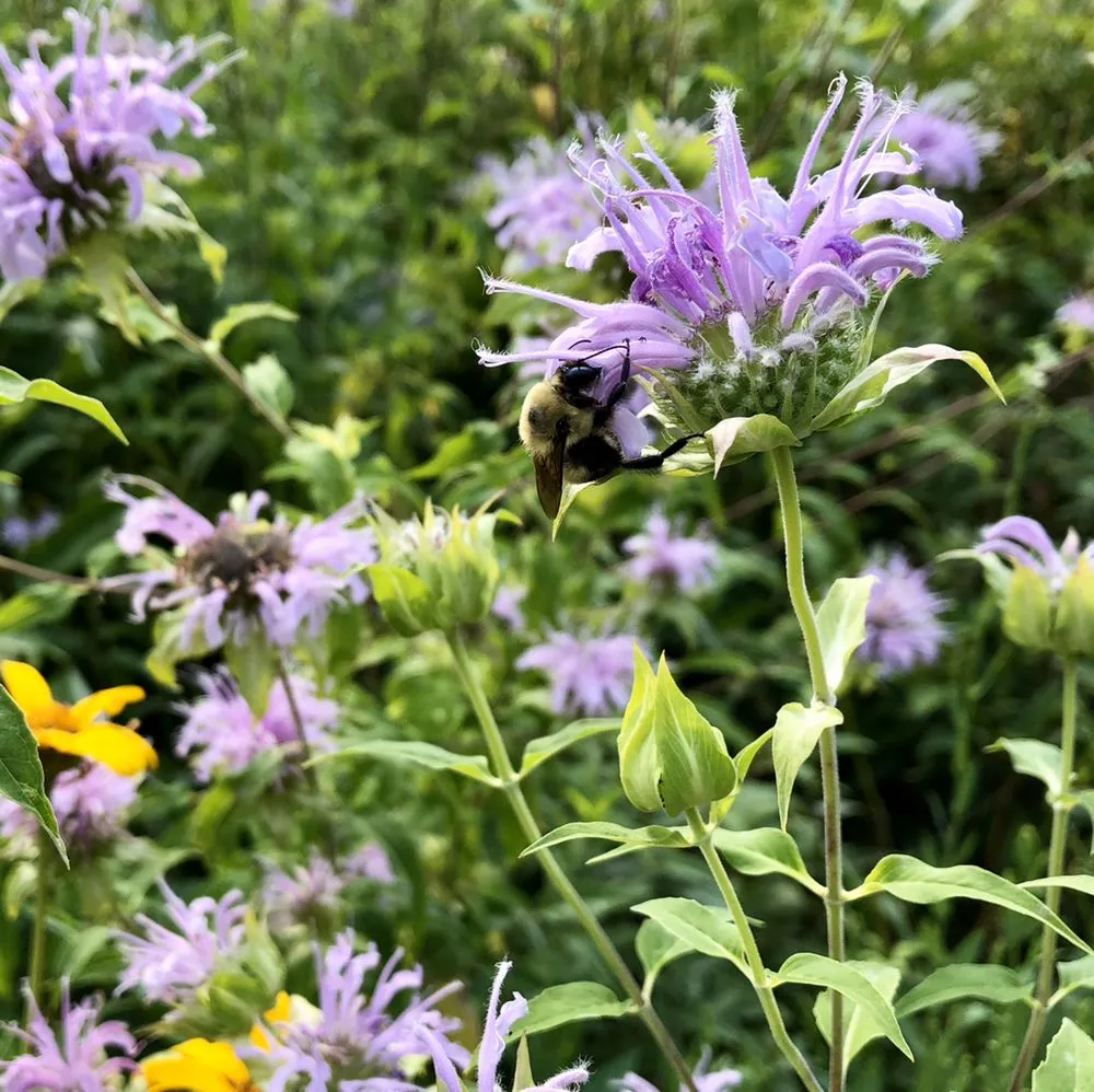 Reliable garden landscaping in Moreno Valley, CA by Gaia Nativescapes