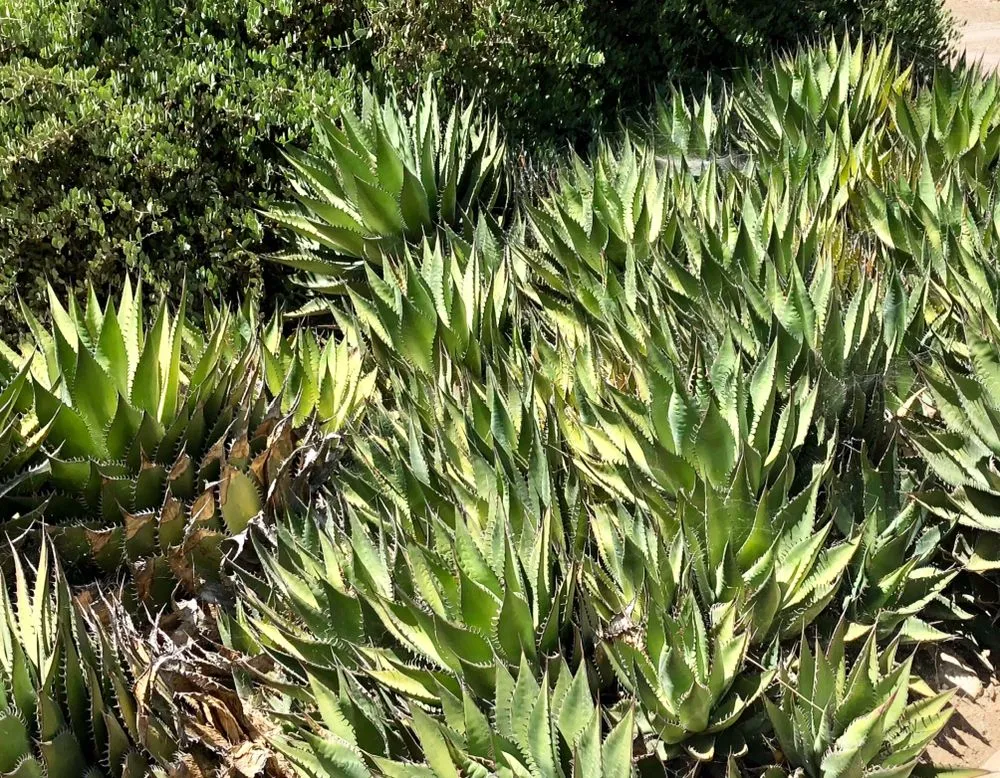 Reliable landscape installation for year-round maintenance across Moreno Valley, CA - Gaia Nativescapes