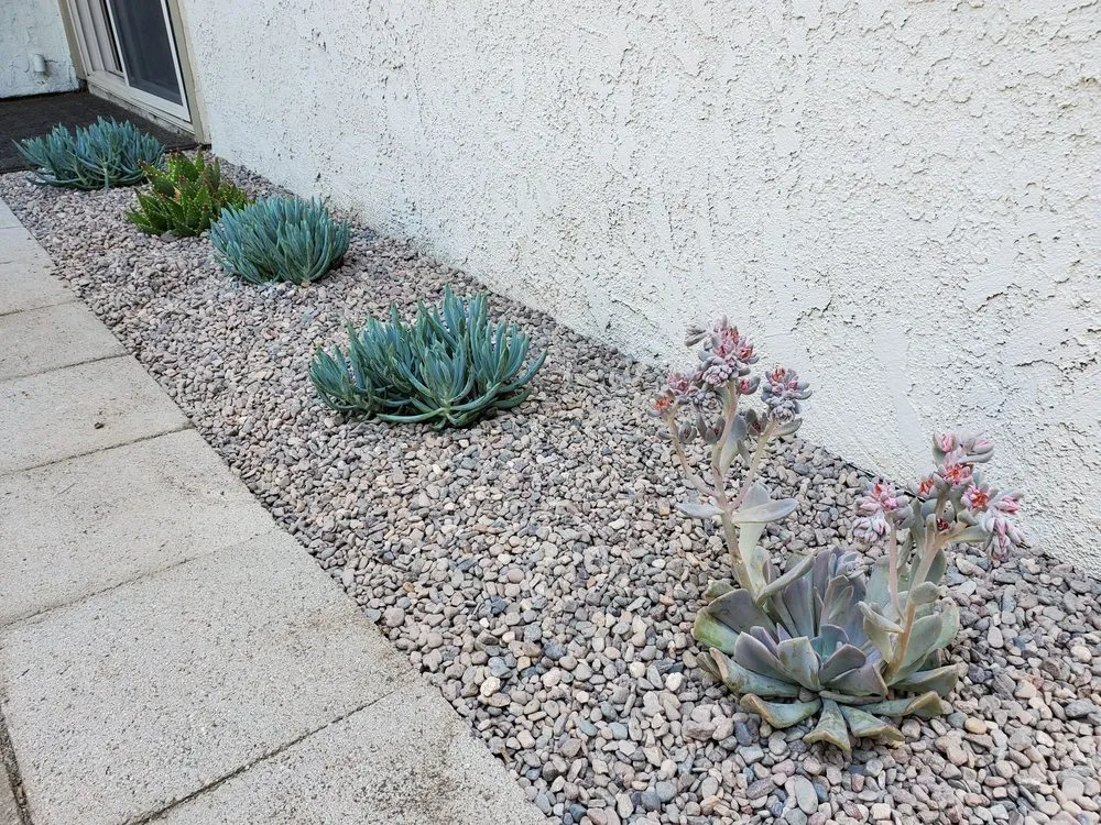 Top-rated lawn mowing service with custom design across Moreno Valley, CA - Gaia Nativescapes