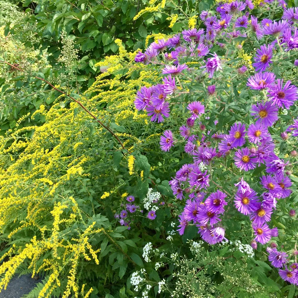 Custom landscaping services near you in Moreno Valley, CA by Gaia Nativescapes